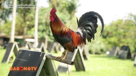 sabong tv usapang bloodline|Usapang Bloodlines: Kanawayon1.Saan Galing Ang .